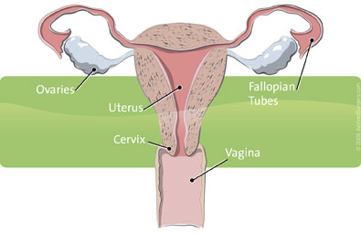 hysterectomy, minimally invasive surgery, female anatomy